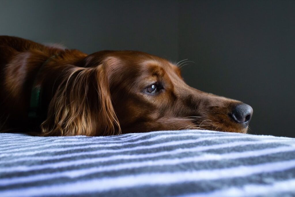 Photo Therapy dog