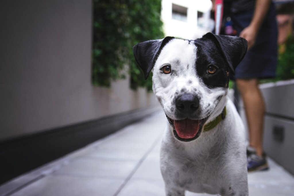 Photo Therapy dog